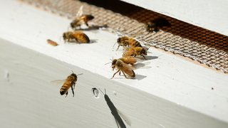 Are the Bees Fucked?